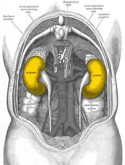 Soubor:Gray1120-kidneys.png – Wikipedie