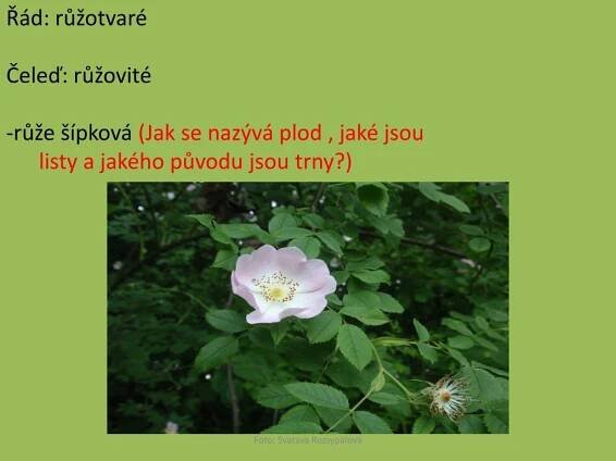 PPT - Řád: růžotvaré Čeleď: růžovité růže šípková (Jak se nazývá plod , jaké jsou PowerPoint Presentation - ID:5159724