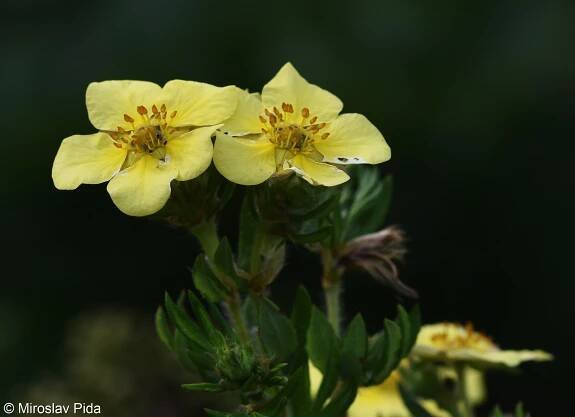 Mochnovec křovitý (Dasiphora fruticosa)