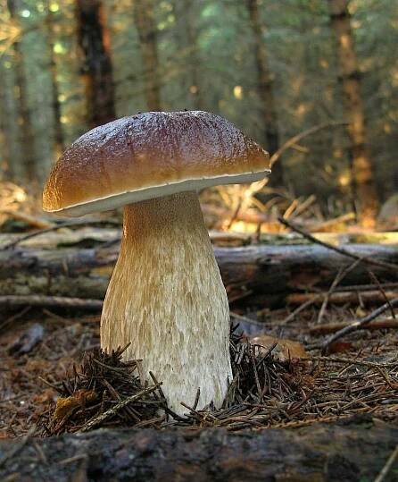 Srpnové cvaky XXI - hřibovité cvaky - Kudluv fotoatlas hub