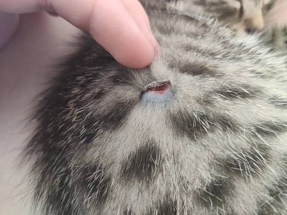 Strup na srsti kočky | RadaVeterináře.cz 