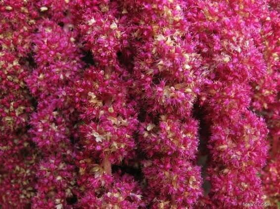 Laskavec ocasatý Sauerův - Amaranthus caudatus subsp. saueri