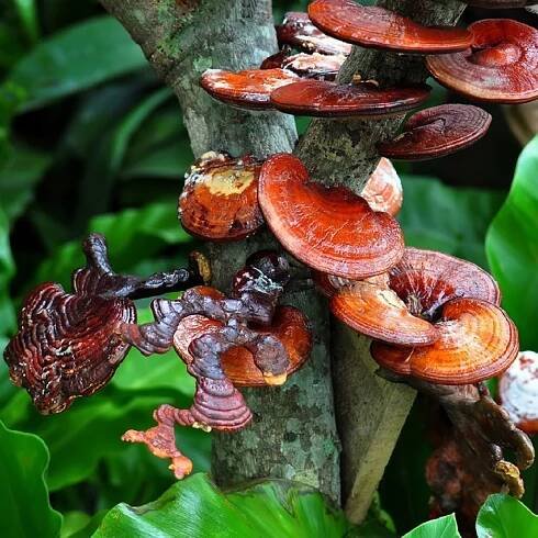 RED REISHI MUSHROOM (GANODERMA LUCIDUM, LINGZHI) - 13 Surprising Health Benefits of Reishi Mushroom Based on Science - Ecosh
