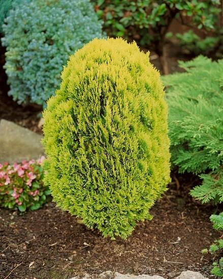 Thuja orientalis ´Morganii´ , Zerav východní, 15-20 cm, C1,5