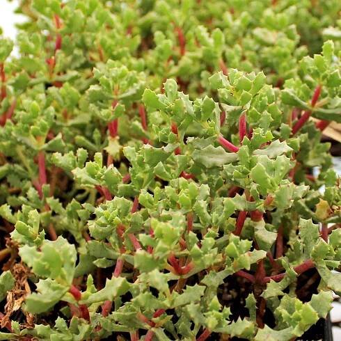 Oscularia deltoides - Pink Vygie