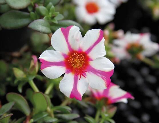 65630 Portulaca Pazzaz Campino Twist Pink ř. * | Pasič.cz