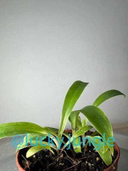 Chlorophytum orchidastrum 'Green Orange'