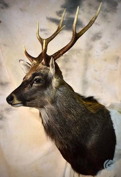 Jelen sika (Sikadeer)