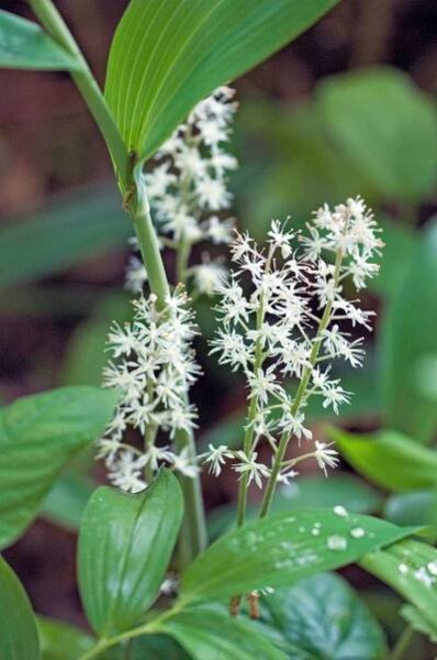 white foamflower tiarella detail