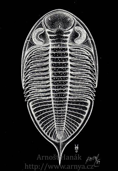Galerie | TRILOBITI TRILOBITA | Arnošt Hanák