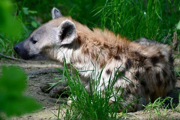 hyena skvrnitá / crocuta crocuta