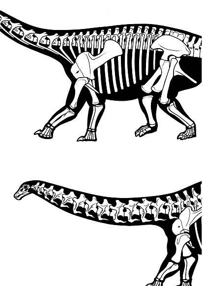 (PDF) Early Evolution and Higher-Level Phylogeny of Sauropod Dinosaurs