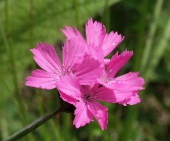 Soubor:Dianthus carthusianorum 160505.jpg – Wikipedie