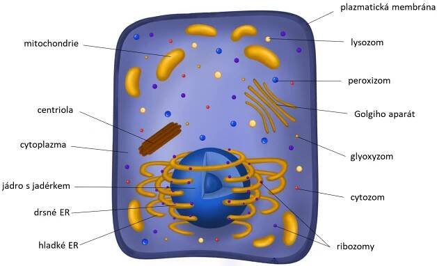 Biologie: Buněčná biologie: Živočišná buňka 