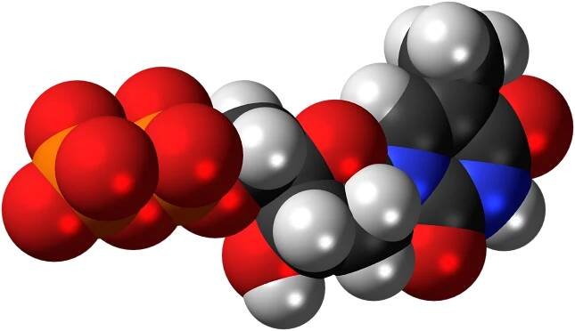Súbor:Deoxythymidine diphosphate anion 3D spacefill.png