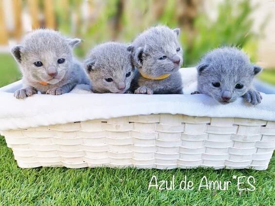Azul de Amur: Criadero de Gato Azul Ruso - Russian Blue cat