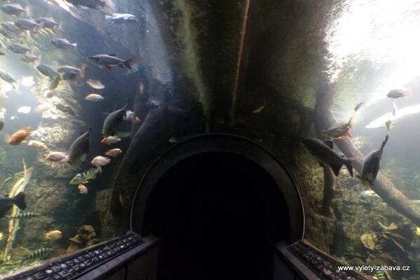 ENVI DŮM s Obřím akváriem v Hradci Králové | Farmy, ZOO, jízdy na koních