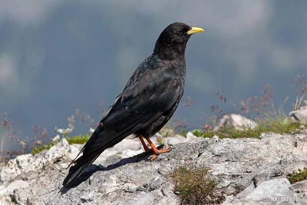 Kavče žlutozobé | Naturfoto.cz