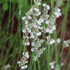 Semena levandule – Levandule lékařská bílá Ellegance Snow – Lavandula angustifolia