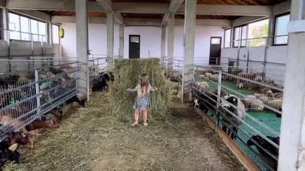 554 Chlupatá dívka Stock Videos, 4K & HD Footage - Page 3