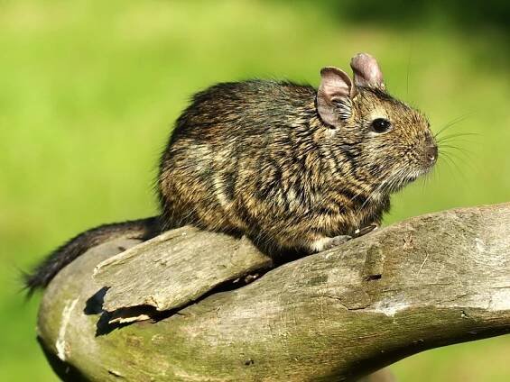 Osmák degu - Fotografie - Kovi