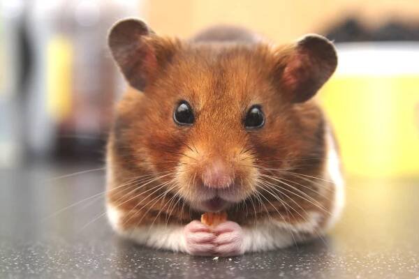 hamster-5490235_1