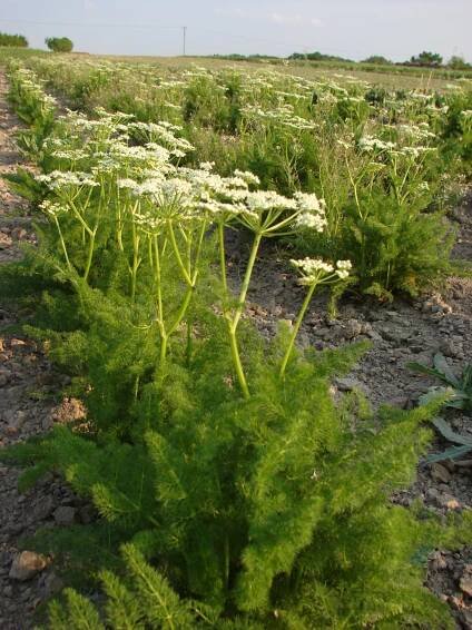 Léčivky – 5. stránka – PlantaNaturalis.com