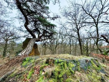 Ojedinělá příležitost zakoupit soubor stavebních a zemědělských pozemků zasazených do nádherné přírody v Černolicích