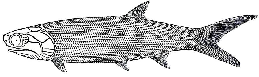 Chrupavčití