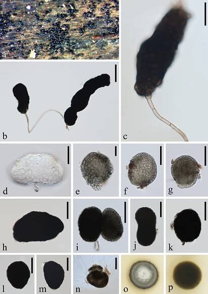 figure 67