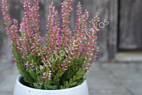 Vřes obecný 'Mary Ann' (Garden girls®) - Calluna vulgaris 'Mary Ann' (Garden girls®)