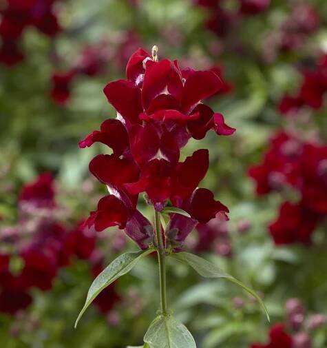 Snapdragon Pictures - National Garden Bureau | #yearofthesnapdragon