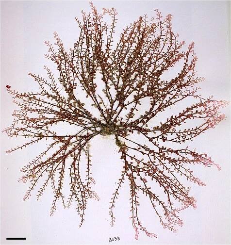 Red algae - Wikipedia