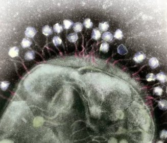 Nature’s Hidden Arsenal: Viruses that Infect Bacteria