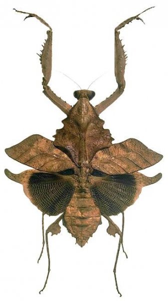 Deroplatys xuzhengfai