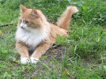 Soubor:Siberian cat - Tofik.jpg – Wikipedie