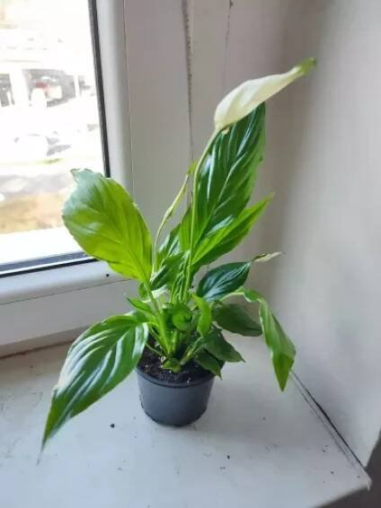 Lopatkovec / Spathiphyllum / Toulcovka #5