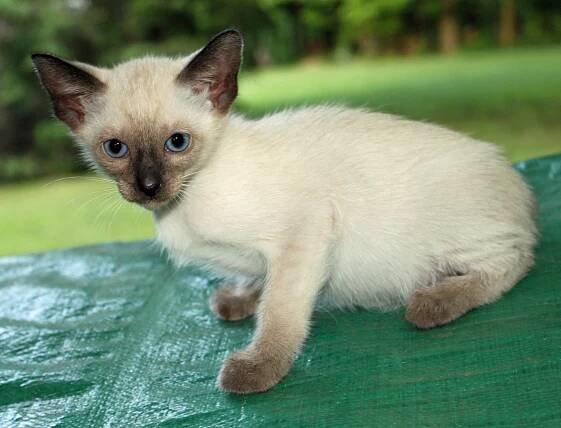 Felicia’s second litter at seven weeks