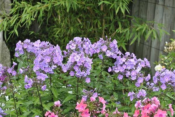 Diascia personata | Davids Garden Diary 