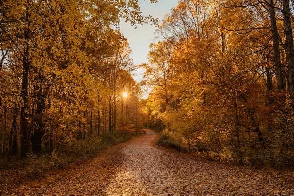 95+ Fall Quotes and Images that Capture the Beauty and Melancholy of Autumn