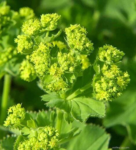 Kontryhel měkký (Alchemilla mollis)