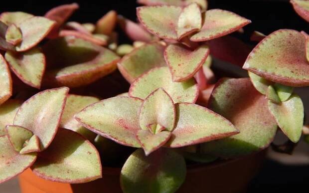 Crassula marginalis Rubra
