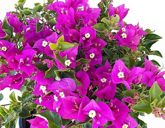 BabyTM Mia Bougainvillea