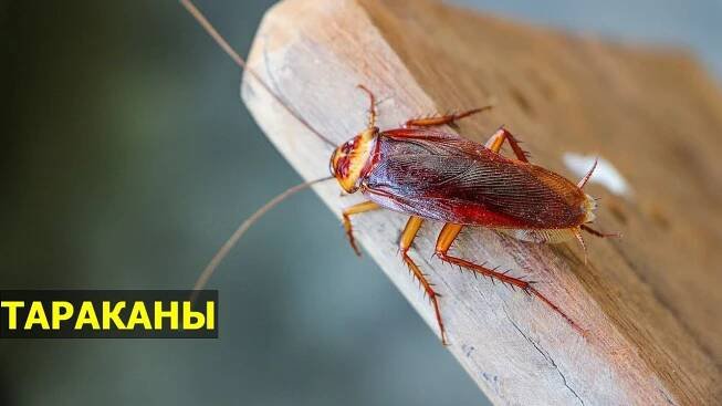 Jak se domácí švábi rozmnožují: Jak rychle to dělají?
