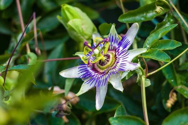 Mučenka (Passiflora) je popínavá rostlina