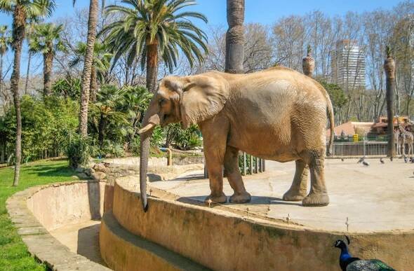 Zoo v Barceloně – co musíte vědět před návštěvou? (2025)