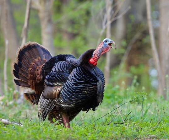An eastern wild turkey gobbling in the spring turkey woods.
