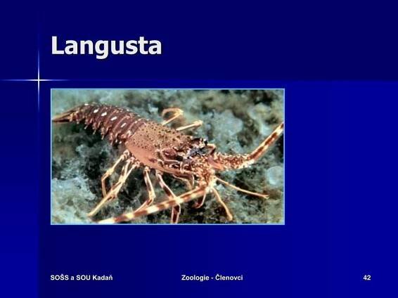 PPT - ZOOLOGIE KMEN: ČLENOVCI PowerPoint Presentation, free download - ID:542304