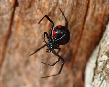 černá vdova pavouk na kmeni - snovačka jedovatá - stock snímky, obrázky a fotky