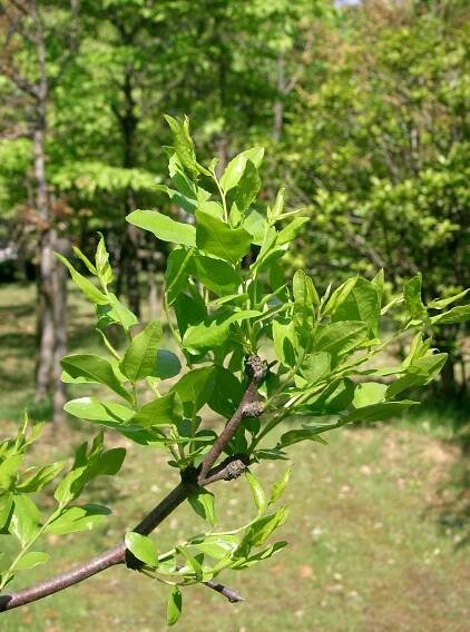 Jujube Tree